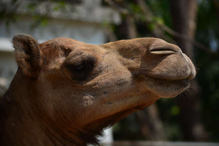 Smiling camel