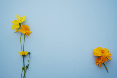 Yellow narcissus flowers on blue background. Flat lay, top view