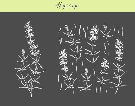Vector hand drawn medicinal and cosmetics herb Hyssopus officinalis. Hyssop plant.のイラスト素材