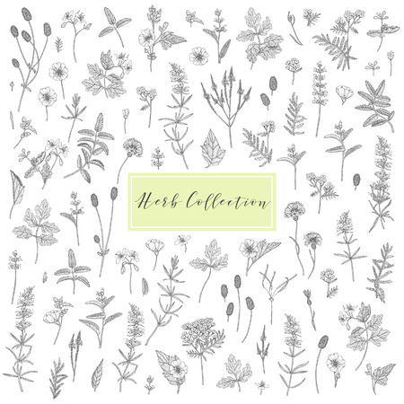 Elegant hand sketched flower drawing image illustrationのイラスト素材