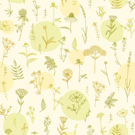 Vector hand drawn medicinal plant seamless pattern. Sketch, drawing, illustration of echinacea, calendula, clover, lavender, chamomile, dog rose, valerian, st. John's Wort plants.のイラスト素材