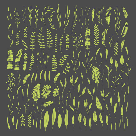 Vector hand drawn collection of doodle leafs and branches. Simple drawings of plants.のイラスト素材