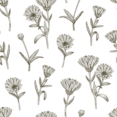 Vector hand drawn medicinal plant calendula seamless pattern. Sketch, drawing, illustration of calendula flower.のイラスト素材