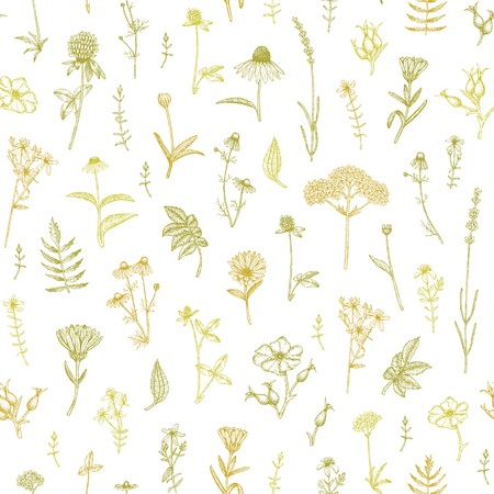 Vector hand drawn medicinal plant seamless pattern. Sketch, drawing, illustration of echinacea, calendula, clover, lavender, chamomile, dog rose, valerian, st. John's Wort plants.のイラスト素材