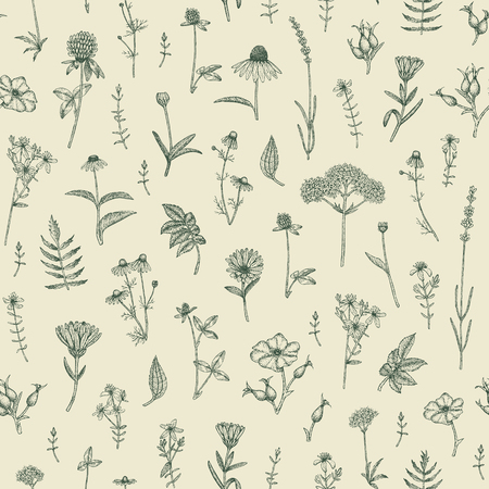 Vector hand drawn medicinal plant seamless pattern. Sketch, drawing, illustration of echinacea, calendula, clover, lavender, chamomile, dog rose, valerian, st. John's Wort plants.のイラスト素材