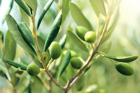 Olive branch with leaves and green olives. Olive tree close up in Greece, Corfu. Mediterranean plant, flora.の写真素材
