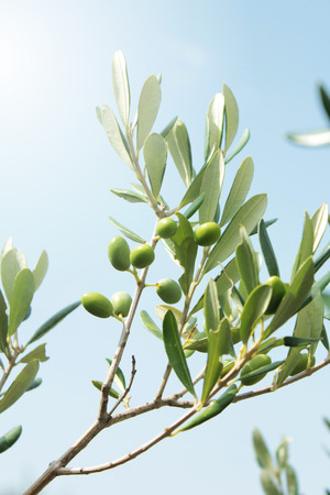 Olive branch with leaves and green olives. Olive tree close up in Greece, Corfu. Mediterranean plant, flora.の写真素材