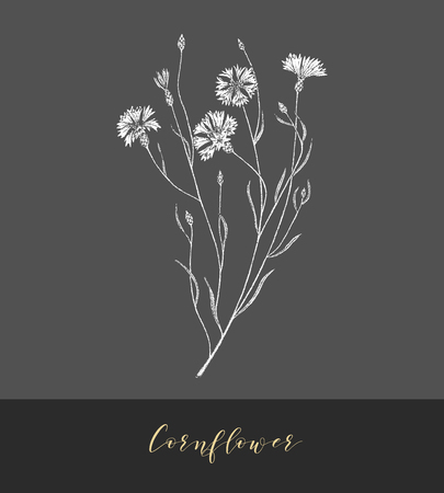 Vector hand drawn medicinal herb Centaurea cyanus. Plant cornflower.のイラスト素材