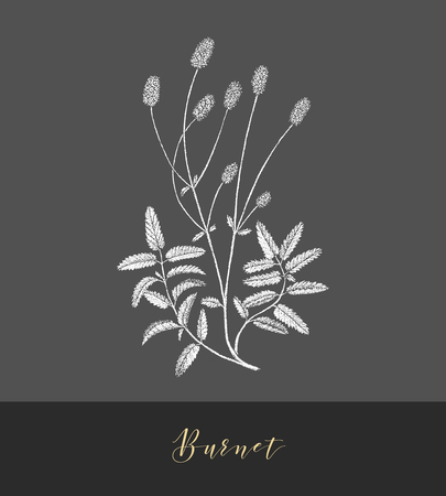 Vector hand drawn medicinal, cosmetics herb Sanguisorba minor. Burnet plant.のイラスト素材