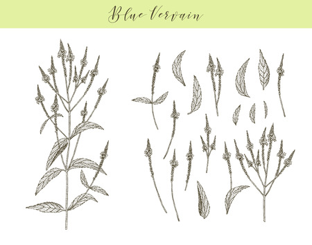 Vector hand drawn medicinal, cosmetics herb Verbena hastata. Blue vervain plant.のイラスト素材
