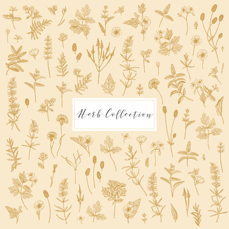 Vector hand drawn collection of medicinal, cosmetics herbs and plants. Sage Cornflower Marshmallow Burnet Celandine Blue Vervain Tansy and Hyssop.のイラスト素材