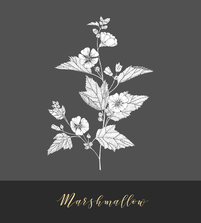 Vector hand drawn medicinal, cosmetics herb Althaea officinalis. Marshmallow plant.のイラスト素材