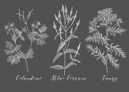 Vector hand drawn collection of medicinal, cosmetics herbs and plants. Celandine Blue Vervain and Tansy.のイラスト素材