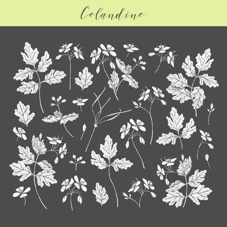 Vector hand drawn medicinal, cosmetics herb Chelidonium majus. Celandine plant.のイラスト素材