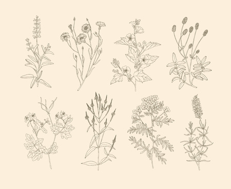 Vector hand drawn collection of medicinal, cosmetics herbs and plants. Sage Cornflower Marshmallow Burnet Celandine Blue Vervain Tansy and Hyssop.のイラスト素材