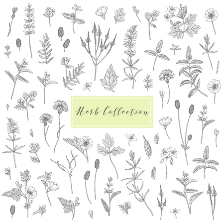 Vector hand drawn collection of medicinal, cosmetics herbs and plants. Sage Cornflower Marshmallow Burnet Celandine Blue Vervain Tansy and Hyssop.のイラスト素材