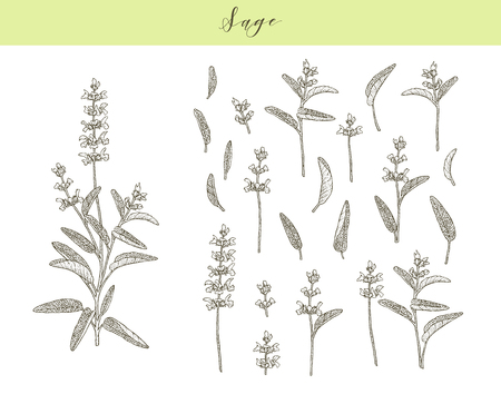 Vector hand drawn medicinal, culinary herb Salvia officinalis. Culinary plant sage.のイラスト素材