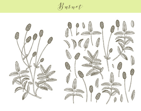 Vector hand drawn medicinal, cosmetics herb Sanguisorba minor. Burnet plant.のイラスト素材