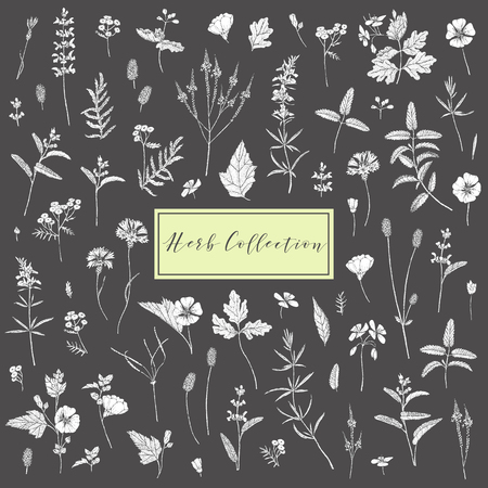 Vector nd plants. Sage Cornflower Marshmallow Burnet Celandine Blue Vervain Tansy and Hyssop.のイラスト素材