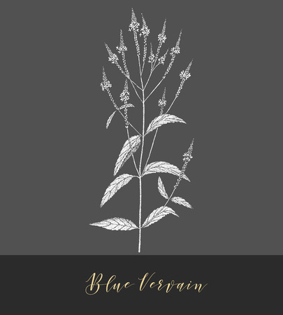 Vector hand drawn medicinal, cosmetics herb Verbena hastata. Blue vervain plant.のイラスト素材