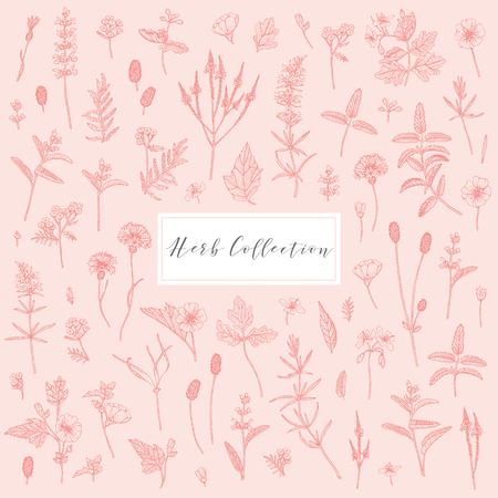 Vector hand drawn collection of medicinal, cosmetics herbs and plants. Sage Cornflower Marshmallow Burnet Celandine Blue Vervain Tansy and Hyssop.のイラスト素材