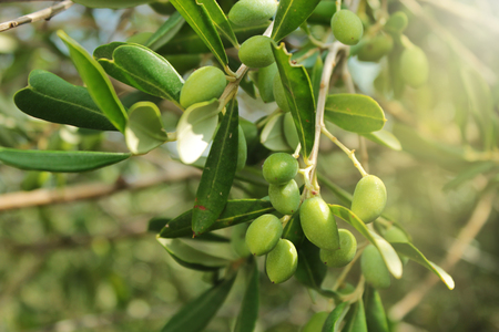 Olive branch with leaves and green olives. Olive tree close up in Greece, Corfu. Mediterranean plant, flora.の写真素材