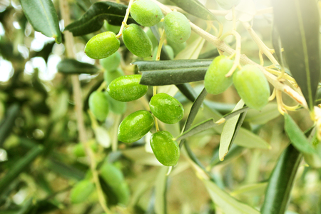 Olive branch with leaves and green olives. Olive tree close up in Greece, Corfu. Mediterranean plant, flora.の写真素材