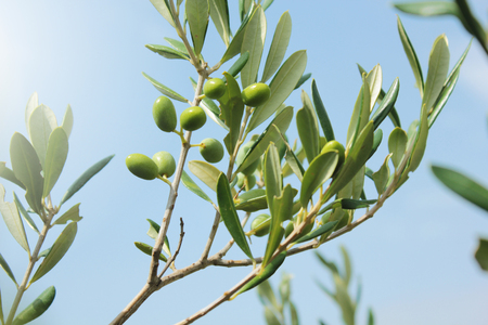 Olive branch with leaves and green olives. Olive tree close up in Greece, Corfu. Mediterranean plant, flora.の写真素材