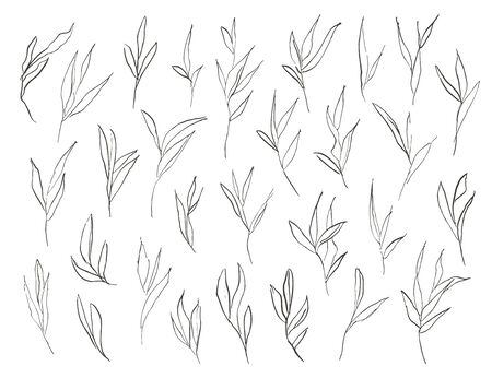 Vector hand drawn abstract rough leaves illustration. Elegant and stylish ink decorative design elements.のイラスト素材