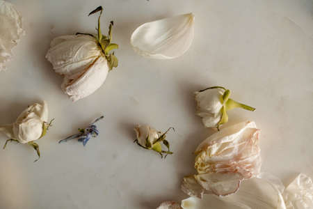 Withered flowers photo mockupの写真素材