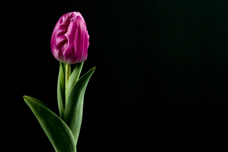Pink tulip and black backgroundの写真素材