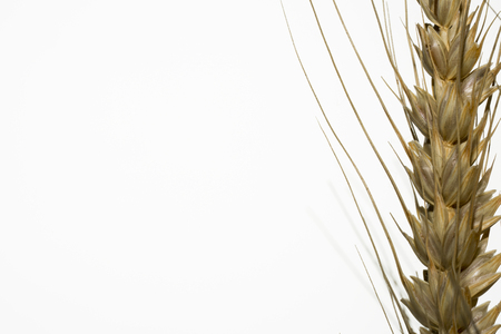 Mature spikes and grainsの写真素材