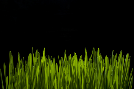 weeds in backlightの写真素材