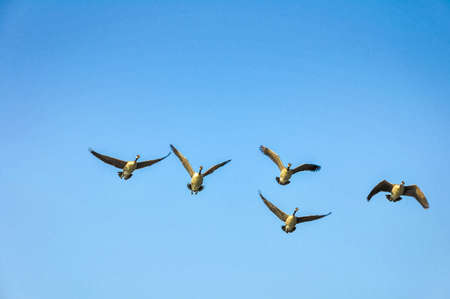 Canada geese flying south. This picture was taken from a boat on Lake Champlain USAの写真素材