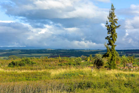 Hawaii trees and cloudsの写真素材