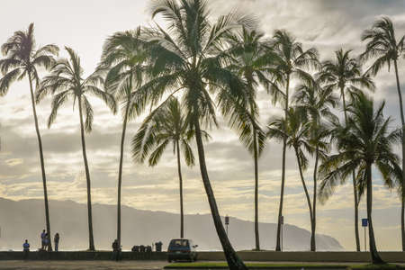 Palms silhouettes in Hawaii
