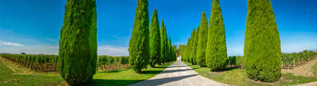 Panoramic view of an alley of pinesの写真素材