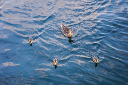 Female mallard duck with her ducklingsの写真素材