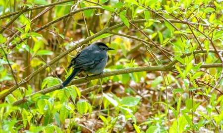 Mockingbird perched on a branchの写真素材