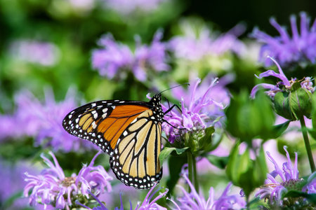 Monarch butterfly, Danaus plexippus, feeding on purple flowersの写真素材