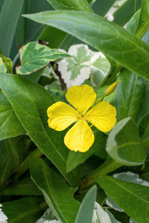 A closeup shot of a yellow evening primrose flower with green leavesの写真素材