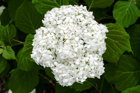 White hydrangea flowers close-up. High quality photo
