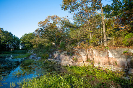 Autumn landscape with trees and grass on the shoreの写真素材