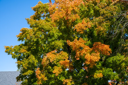 Maple tree in autumn colors with a blue sky in the backgroundの写真素材