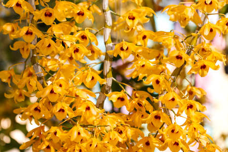 flower orchids yellow.の写真素材