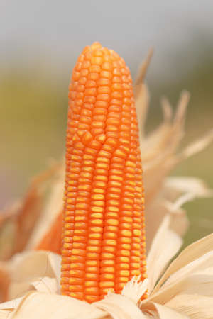 Fresh corn on cobs, closeup.