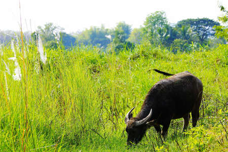 buffalo