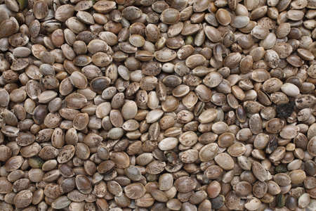Hemp seeds or hemp nuts are a high-protein food sourceの写真素材