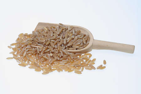 Khorasan wheat, Kamut, a varity of an old ancient grainの写真素材