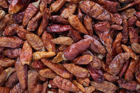 Chili annuum style Pequin or Tepin, Capsicum 'Pequin', an ancient form of Chiliの写真素材